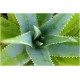 Aloe Vera Aloe Vera